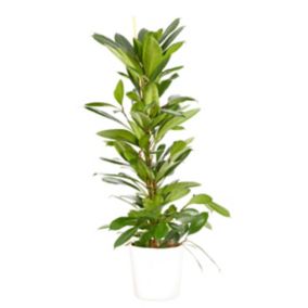 Ficus cyathistipula 21cm avec cache pot blanc
