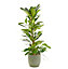 Ficus cyathistipula 21cm avec cache pot rayures vertes
