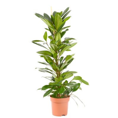 Ficus cyathistipula en Terra Cotta Doppio main image 0