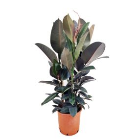 Ficus Elastica Abidjan 'élastique' - Pot 24cm - Hauteur 75-100cm