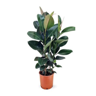Ficus elastica abidjan - plante caoutchouc - hauteur 70-80 cm - diamètre 24 cm - plante d'intérieur