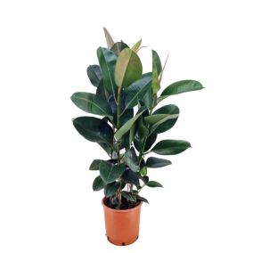 Ficus Elastica Robusta 'élastique' - Pot 24cm - Hauteur 75-100cm