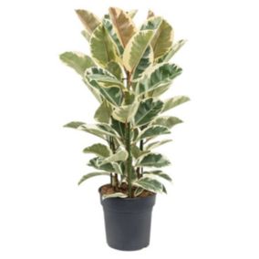 Ficus Elastica Tineke - Arbre à caoutchouc - Pot24cm - Hauteur 75-100cm