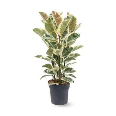 Ficus Elastica - Tineke - hauteur 70-80 cm - diamètre 24 cm - plante d ...