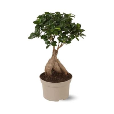 Ficus ginseng - bonsai du débutant - ficus microcarpa - hauteur 40-50 cm - diamètre 21 cm - plante d'intérieur