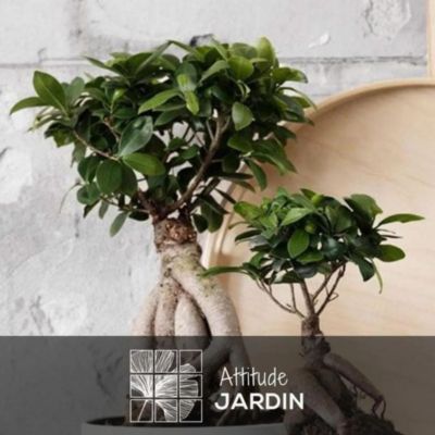 Ficus ginseng - bonsai du débutant - ficus microcarpa - hauteur 40-50 ...