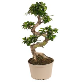 Ficus Ginseng forme de S -  Bonsaï japonais - Pot 20cm - Hauteur 55-65cm