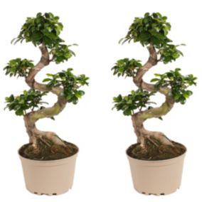 Ficus Ginseng forme de S - Set de 2 - Bonsaï japonais - Pot20cm - Hauteur 55-65cm