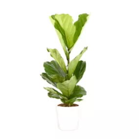 Ficus lyrata 21cm avec cache pot blanc