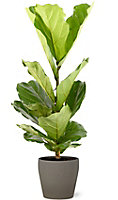 Ficus lyrata 21cm avec cache pot pierre