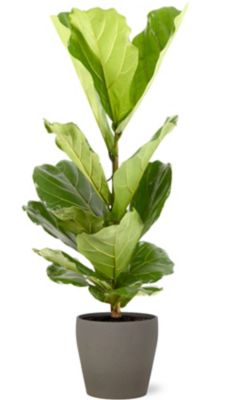 Ficus lyrata 21cm avec cache pot pierre