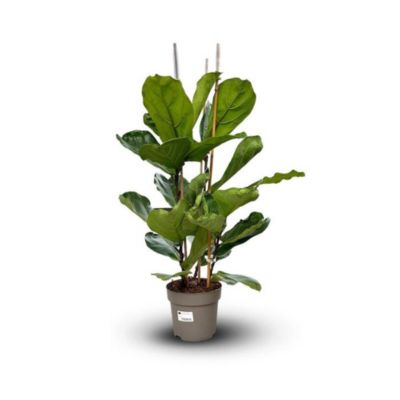 Ficus lyrata - hauteur 80-90 cm - diamètre 20 cm - plante d'intérieur ...