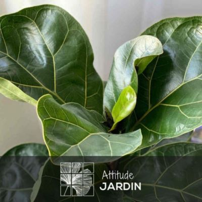 Ficus lyrata - hauteur 80-90 cm - diamètre 20 cm - plante d'intérieur ...