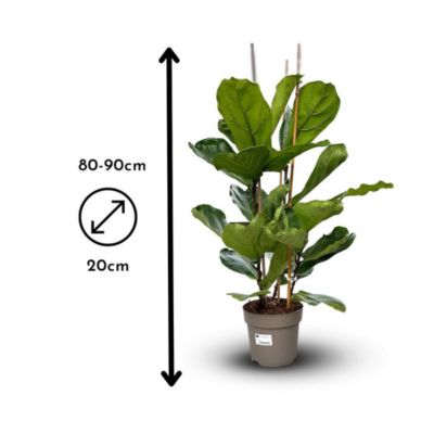Ficus lyrata - hauteur 80-90 cm - diamètre 20 cm - plante d'intérieur ...
