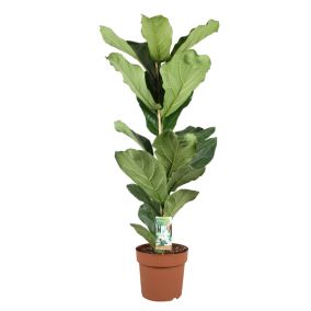 Ficus Lyrata - XL Ficus Lyrata plante - Pot 21cm - Hauteur 70-90cm