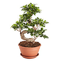 Ficus microcarpa Ginseng en forme de S, 20cm