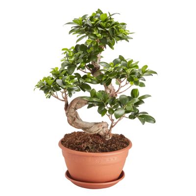 Ficus microcarpa Ginseng en forme de S, 20cm | Castorama