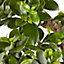 Ficus microcarpa Ginseng en forme de S, 20cm