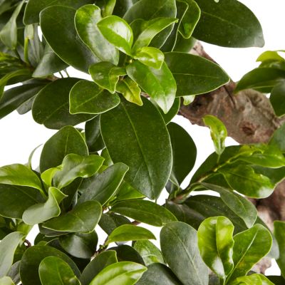 Ficus microcarpa Ginseng en forme de S, 20cm