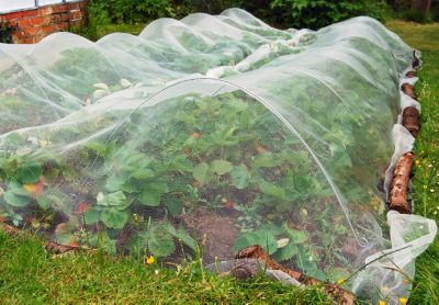 Filet anti-insectes 50gr/m² 6m x 5m Cristal
