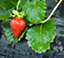 Film de paillage spécial fraises Jany H. 1,4 m x L. 5 m x Ep. 30 µ noir