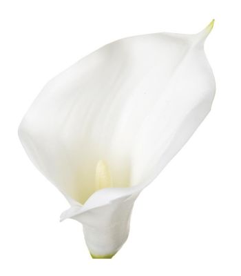 Fleur artificielle Tige Arum blanc H 75 cm