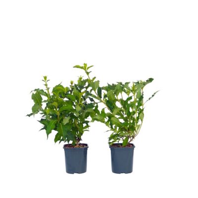 Fleurs rouges - Set de 2 - Weigela florida Red Prince - H25-40cm - Pot 17cm