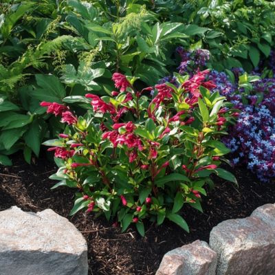 Fleurs rouges - Set de 2 - Weigela florida Red Prince - H25-40cm - Pot 17cm