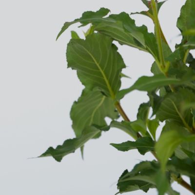 Fleurs rouges - Set de 2 - Weigela florida Red Prince - H25-40cm - Pot 17cm