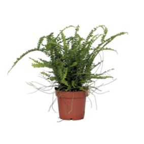 Fougère de Duff - Nephrolepis Duffii - Hauteur 25-40cm - Pot 12cm