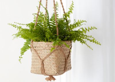 Fougère de Boston avec pot en plastique 12cm