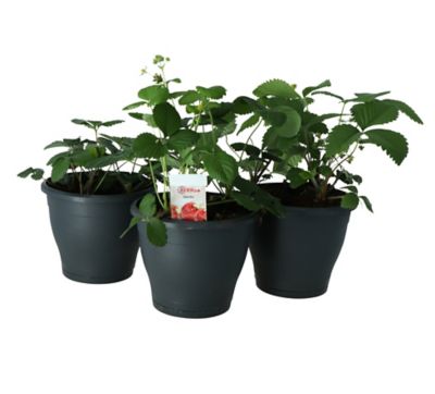 Castorama Plante Exterieur