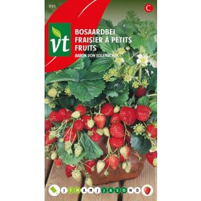 Fraisier à petits fruits Baron von solemacher - Ca. 0,3 gr