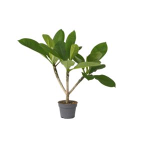 Frangipanier - Plumeria rubra Hawaii - Hauteur 45-55cm - Pot 17cm