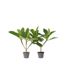 Frangipanier - Set de 2 - Plumeria rubra Hawaii - Hauteur 45-55cm - Pot 17cm