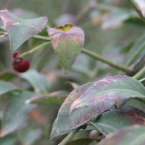 Fusain ailé 'Compactus' - Euonymus Alatus 'Compactus'  - 50-60 cm pot