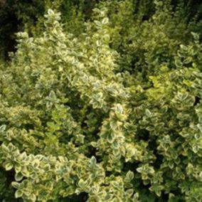 Fusain 'Emerald 'n Gold' - Euonymus Fortunei 'Emerald 'N Gold'  - 40-50 cm pot