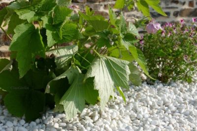 Galet Blanc Brillant 6-15 sac 20 Kg