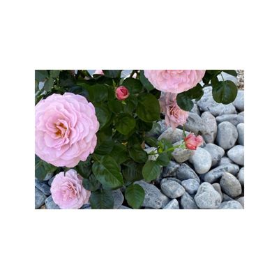 Galet noir mat 30/60 mm - Filet 20 kg - Gris anthracite