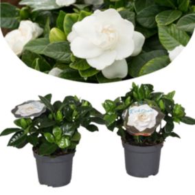 Gardenia Jasminoides - Set de 2 - Pot 13cm - Hauteur 20-30cm