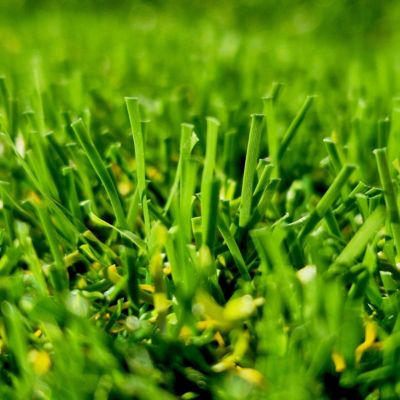 Gazon synthétique Adore 52 mm - 2 x 11 m soit 22 m² - MGS