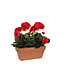 Geranium rouge articiciel en jardinière terra 29 x 13 x h.40 cm