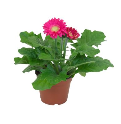 Gerbera mix 12cm