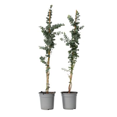 Eucalyptus Cinerea En Pot