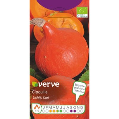 Graine de citrouille bio variété "Uchiki Kuri" Verve semis de mars à mai