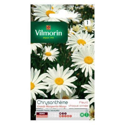 Graines Chrysanthème des Près Grande Marguerite Margo