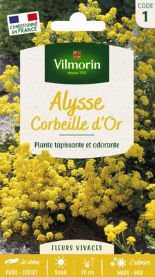 Graines d'Alysse Corbeille d'Or Vilmorin