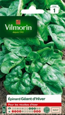 Graines d'épinard variété "Géant d'hiver" Vilmorin semis d'août à octobre