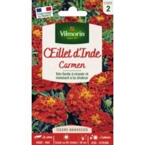 Graines d'Œillet Inde Carmen