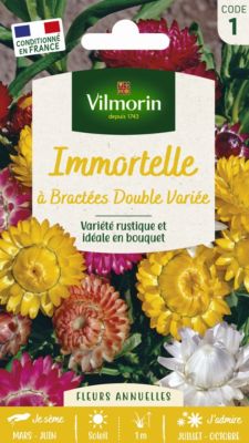 Graines Immortelle à Bractées - Fleurs Annuelles Pour Bouquets Secs, Hauteur 120 Cm, Semis Printemps Ou Automne - 5